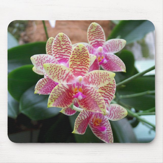 Orchid Mousepad Musmatta (Framsidan)