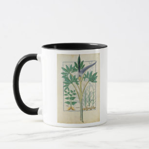 Orchid Mugg