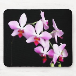 Orchid Musmatta