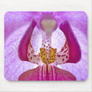 Orchid Musmatta