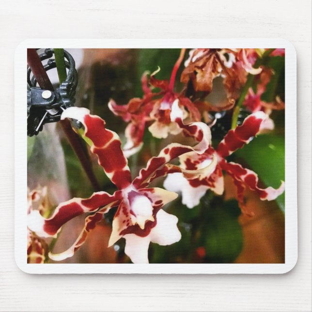 Orchid Musmatta (Framsidan)