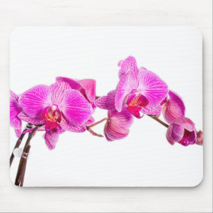 Orchid Musmatta