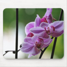Orchid-mussla