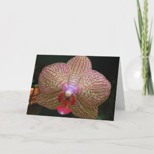 Orchid Notecard Kort