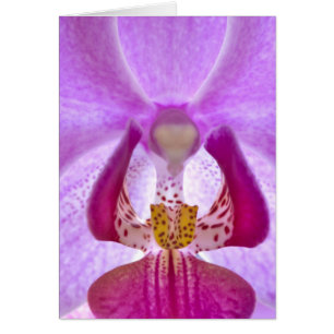 Orchid OBS Kort