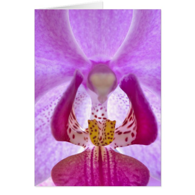 Orchid OBS Kort (Framsidan)