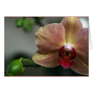 Orchid och Bud Hälsningskort