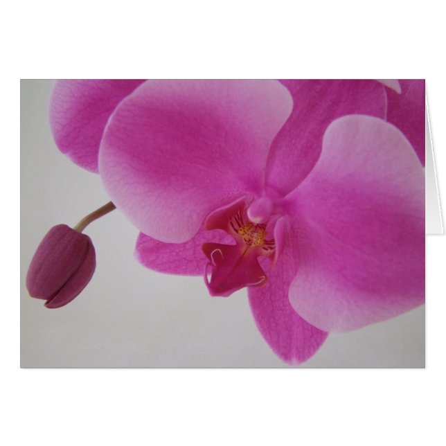 Orchid och knopp hälsningskort (Framsidan Horizontal)