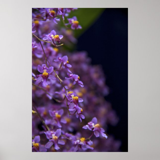 Orchid Oncidium Twinkle Poster (Framsidan)