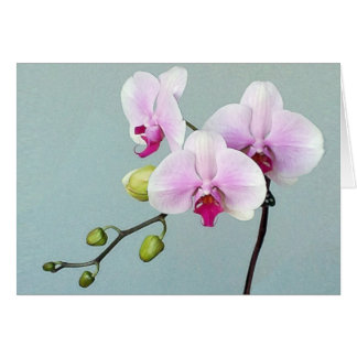 Orchid Orji-kort OBS Kort