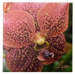 Orchid på morgonen kakelplatta