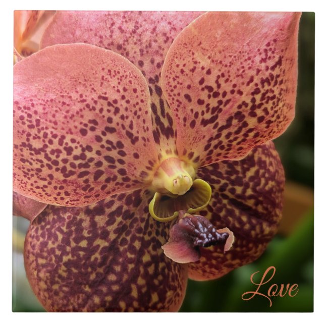 Orchid på morgonen kakelplatta (Framsidan)