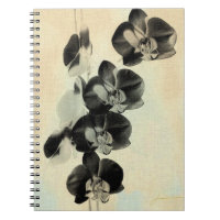 Orchid  paneler III