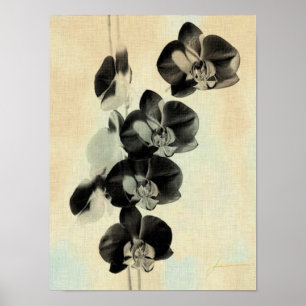 Orchid  paneler III Poster