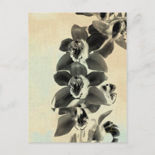 Orchid paneler IV Vykort