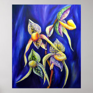 Orchid - Paphiopedilum Dam Slipp Poster