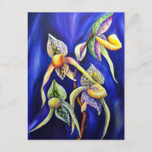 Orchid Paphiopedilum Dam Slipper Vykort