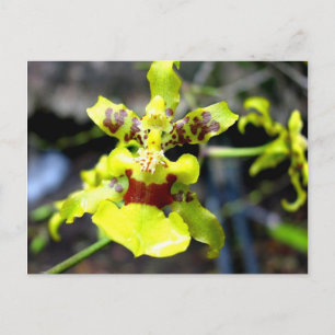 Orchid, Pastaza River, Ecuadorean Amazon Vykort
