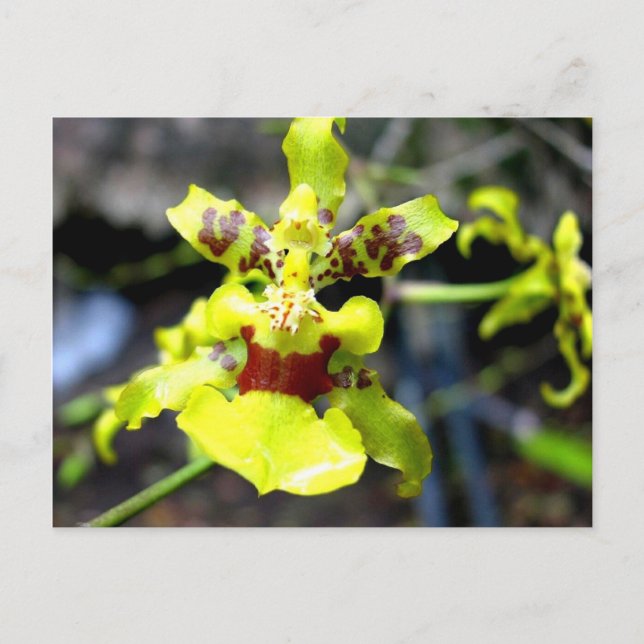 Orchid, Pastaza River, Ecuadorean Amazon Vykort (Framsida)
