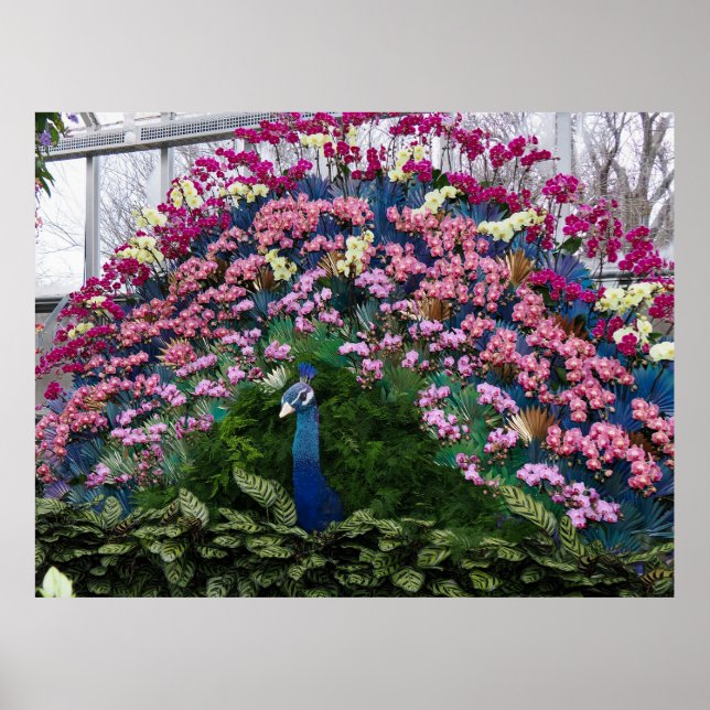 Orchid Peacock Poster (Framsidan)