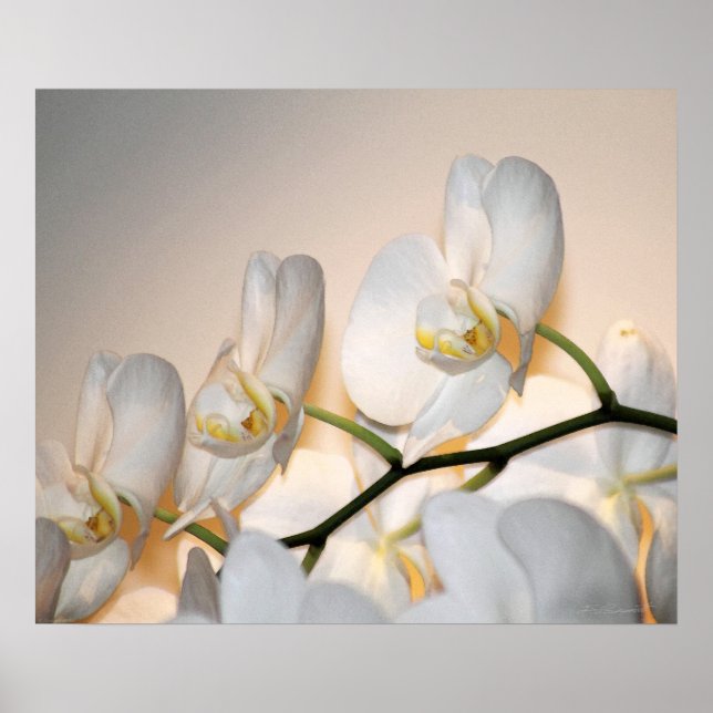 Orchid Phalae Sogo Art Print -24x20 -eller mindre Poster (Framsidan)