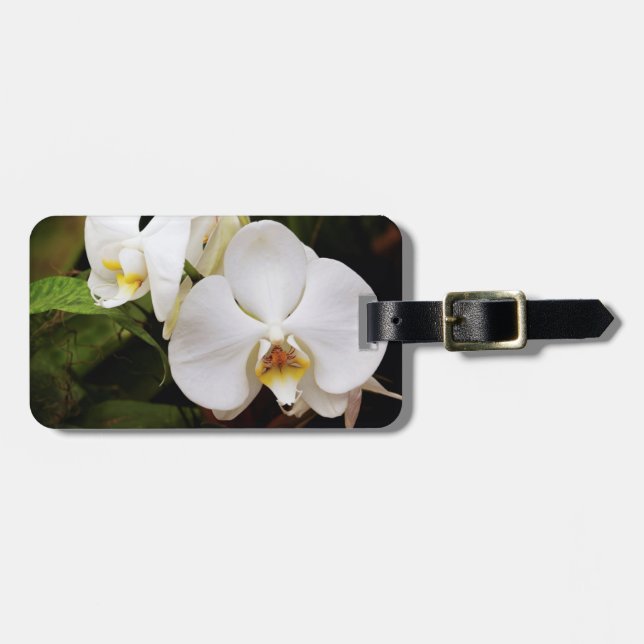 Orchid (Phalaenopsis Aphrodite), vit Måne Bagagebricka (Horisontell Framsida)