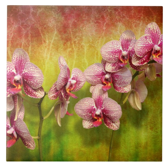 Orchid - Phalaenopsis - enkelt en fröjd Kakelplatta (Framsidan)