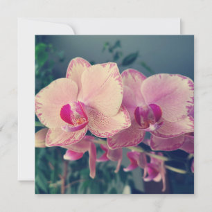Orchid phalaenopsis ppolka dot rosa blommor blommi inbjudningar