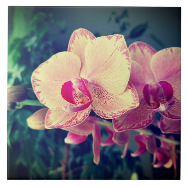 Orchid phalaenopsis ppolka dot rosa blommor blommi kakelplatta (Framsidan)