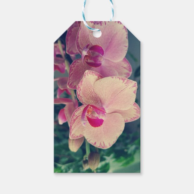 Orchid phalaenopsis ppolka dot rosa blommor blommi presentetikett (Framsidan)