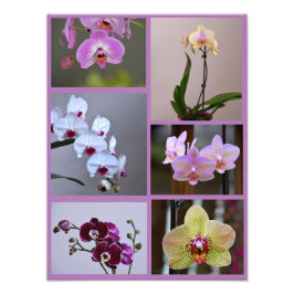 Orchid Photo Collage Fototryck