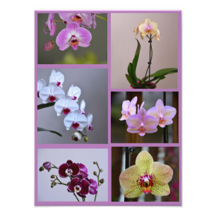Orchid Photo Collage Fototryck