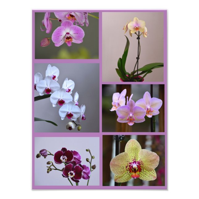 Orchid Photo Collage Fototryck (Framsidan)