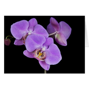 Orchid Pinks Hälsningskort