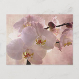 Orchid Postacrd Vykort