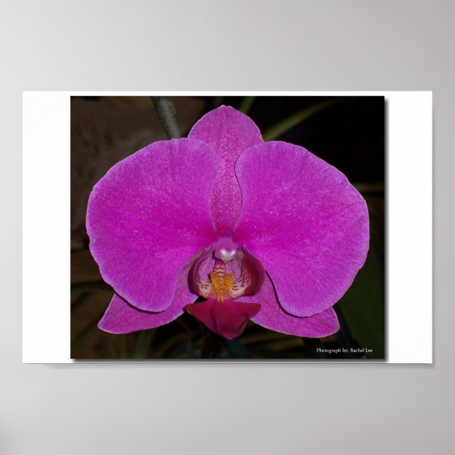 Orchid Poster (Framsidan)