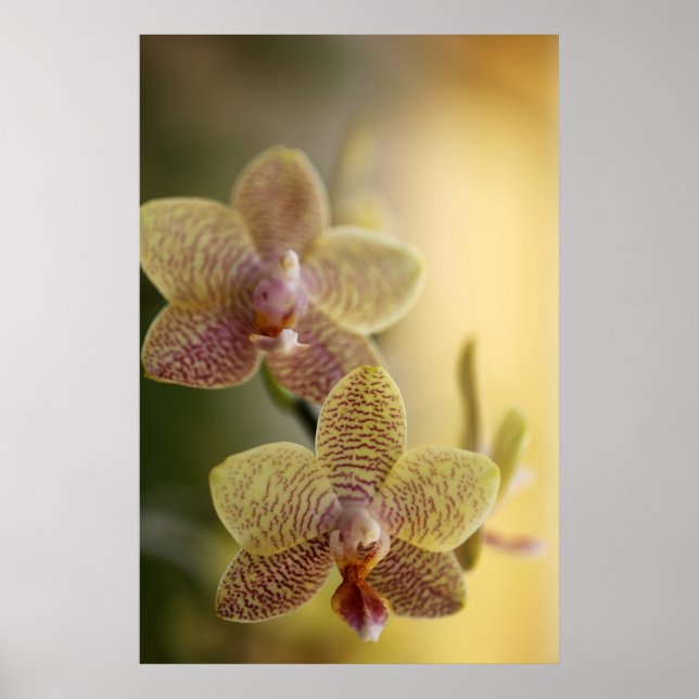 Orchid Poster (Framsidan)