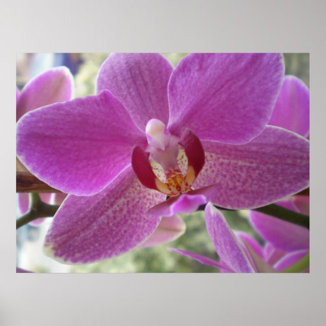 Orchid Poster (Framsidan)