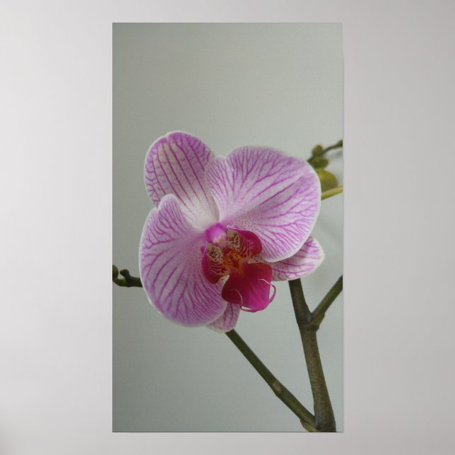 Orchid Poster (Framsidan)