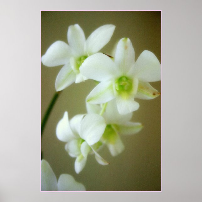 orchid poster (Framsidan)