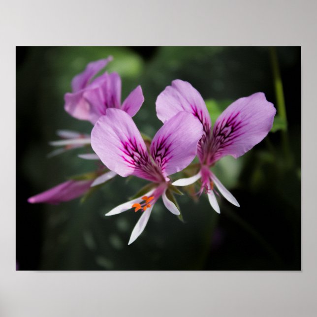 Orchid Poster (Framsidan)