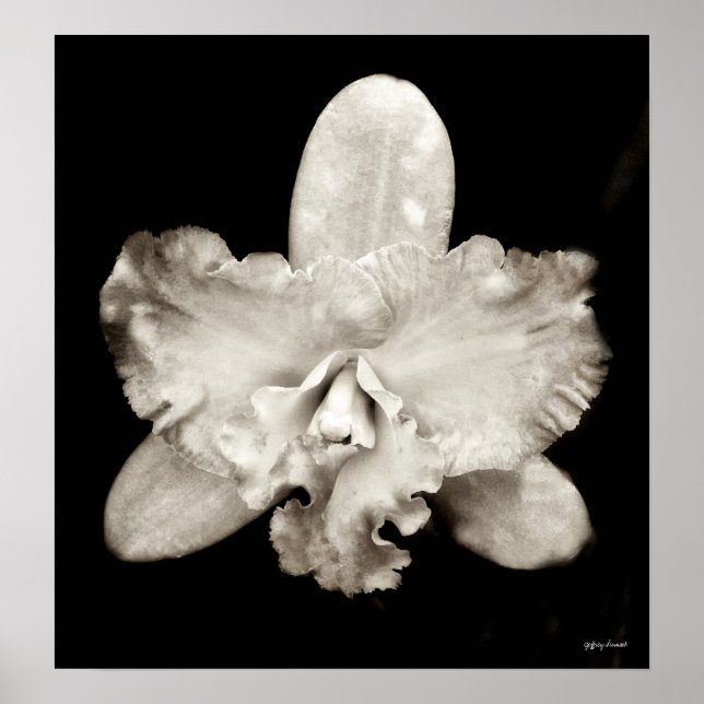 Orchid Poster (Framsidan)