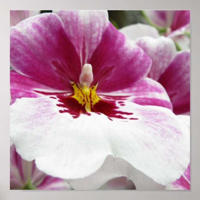 ORCHID POSTER (Framsidan)