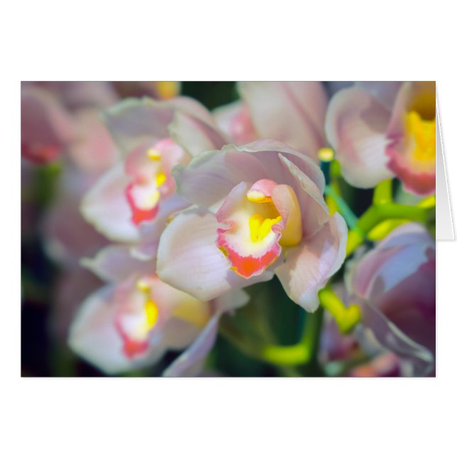Orchid Restyle Hälsningskort (Framsidan Horizontal)