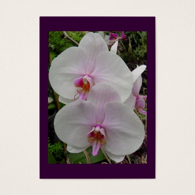 Orchid - Rosa Blommar (Colossians 2:3) Visitkort (Framsidan)