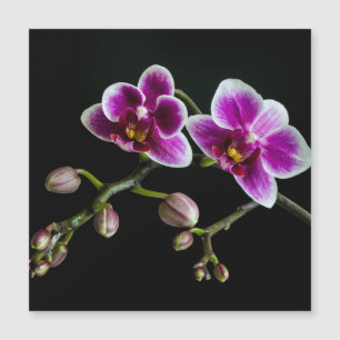 Orchid rosa white färg på svart blek skonsam
