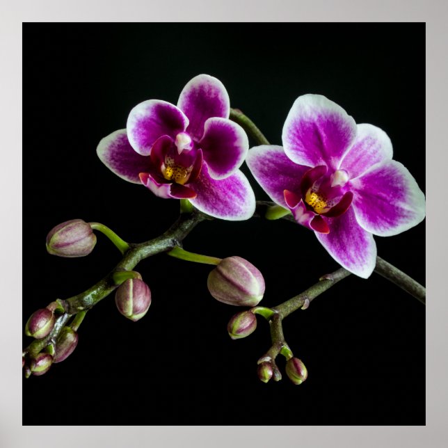 Orchid rosa white färg på svart blek skonsam poster (Framsidan)