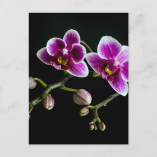 Orchid rosa white färg på svart blek skonsam vykort