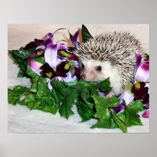 Orchid the Hedgehog Poster