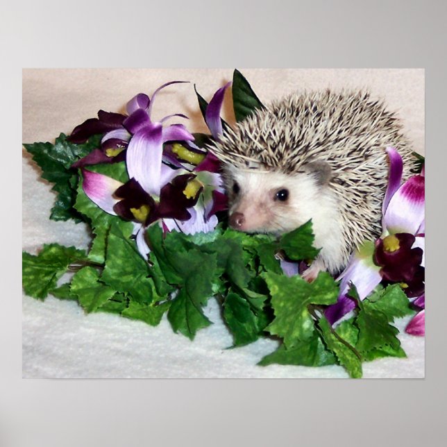 Orchid the Hedgehog Poster (Framsidan)